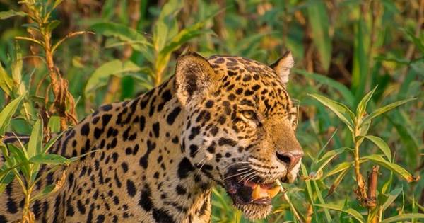 Animais correm risco de extinção na Floresta Amazônica