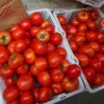 Tomates à venda em feira - Foto: Kam Ming mm (CC BY-SA 4.0)