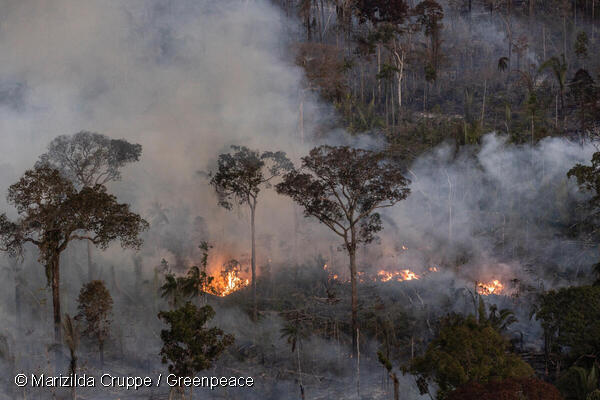 O que acontece na Amazônia, não fica - Greenpeace Brasil