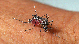 Mosquito aedes dengue