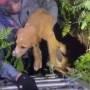 Filhote de cachorro é resgatado de Poço pelos Bombeiros