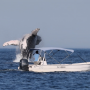 Avistamento de baleias bate recorde no Litoral Norte 
