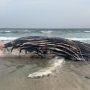 Carcaça de baleia é encontrada em praia de São Sebastião