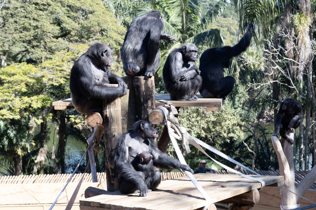 Zoológico de SP