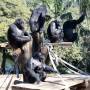 Zoológico de SP tem  meia entrada durante a semana