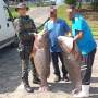 Polícia Ambiental apreende mais de 380 kg de peixe ameaçado de extinção em Ubatuba