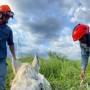 Bombeiros resgatam cavalo preso em poço em Caraguá