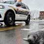 Filhote de foca é encontrado perdido em rua nos EUA